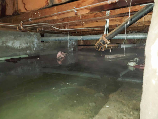 Best Flood restoration services  in Sterling Ranch, CO