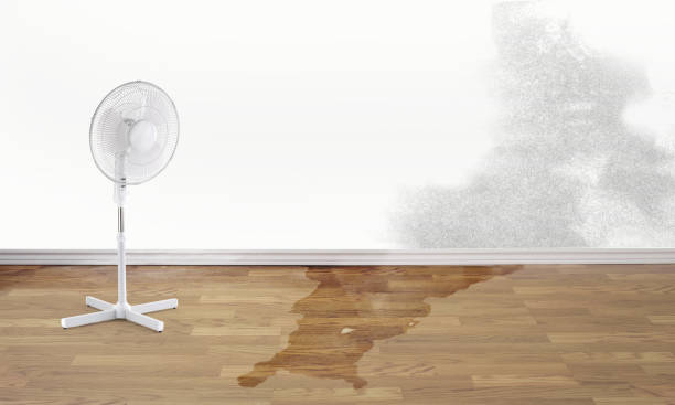 Best Flood damage cleanup  in Sterling Ranch, CO